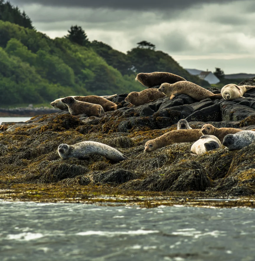 Wildlife Watching